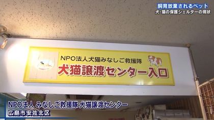 販売済み 広島でペット みなしご