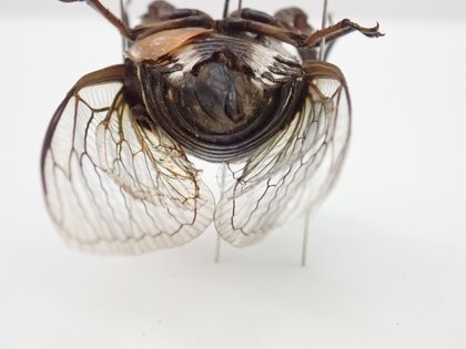 オータニ昆虫館　クマゼミ オータニ昆虫館 クマゼミ オータニ昆虫館 クマゼミ オータニ昆虫館