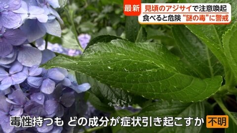 実は毒性を持つ“アジサイの葉”食中毒も　誤食に注意喚起　専門家「嘔吐やめまい、顔面紅潮といった症状」