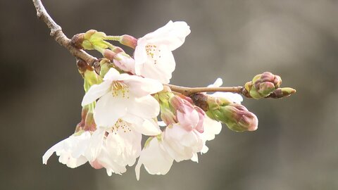 3連休、各地でグルメイベント　北海道の動物園は“今だけモフモフ”の赤ちゃんアザラシに「お人形みたい」