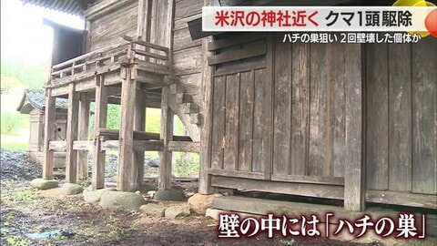 箱わなにかかったクマ1頭駆除…神社の壁を二度壊したクマと同一か・壁の中のハチの巣ねらう　山形・米沢市