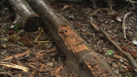 全長147センチ体重65キロのツキノワグマ　東京都内で初めての緊急銃猟　事例を検証して対策を推進へ