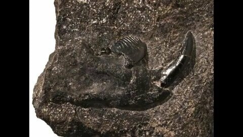 鹿児島・下甑島で発掘の化石が新種と判明　約8000万年前の哺乳類「コシキバータル・カシマエンシス」