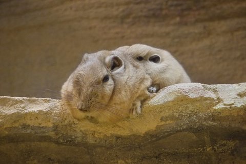 重なったお餅 のような姿がかわいい グンディ なぜこんなポーズに 生態を聞いてみた