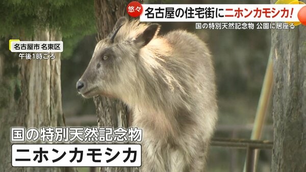 ニホンカモシカ”名古屋市の住宅街に…国の特別天然記念物が公園に居座る