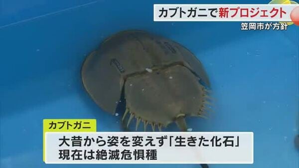 東南アジア産　カブトガニ 命つなぐ神秘の営み【山口湾の四季】⑥カブトガニが育つ海＜動画あり 標本