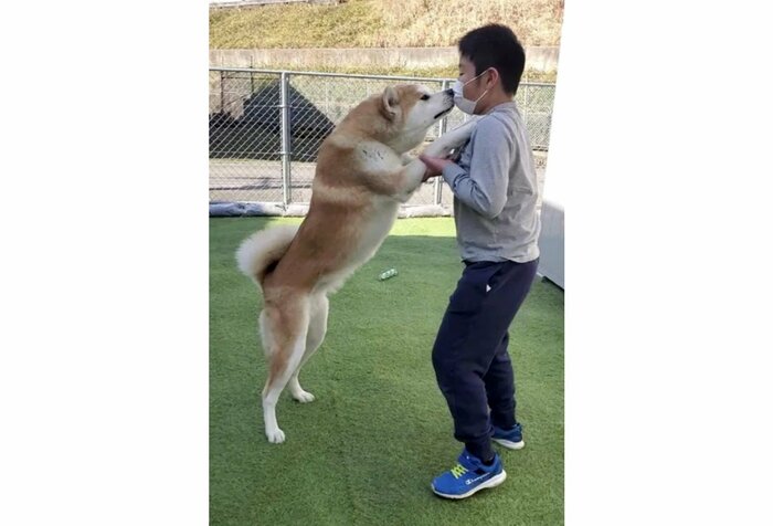 提供:秋田犬 杏(あん)と蓮(れん)さん