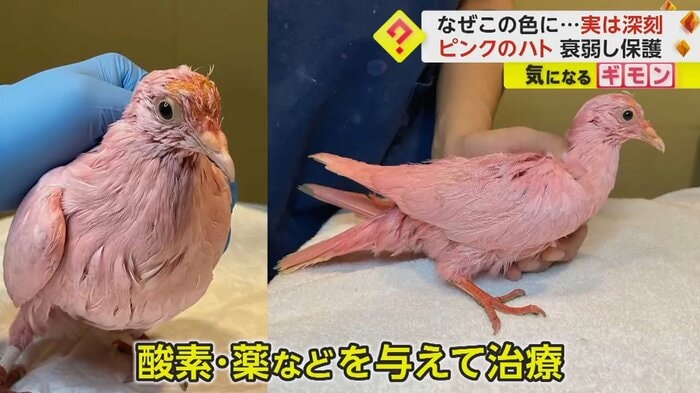 酸素や薬を投与して治療中のハト