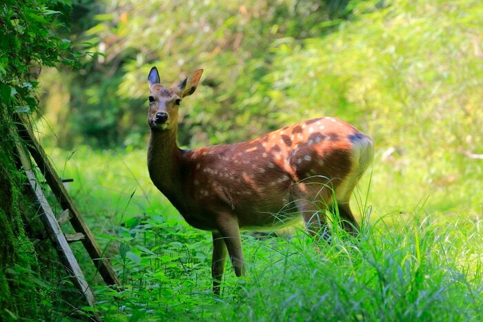 シカの分布拡大の影響でヤマビルの生息域も拡大(画像はイメージ)