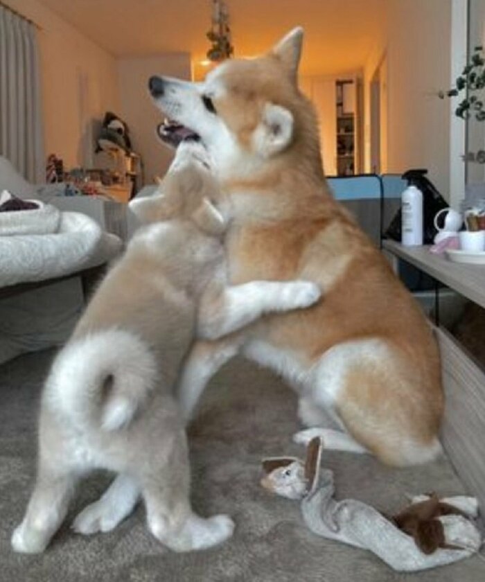 ワンプロ中