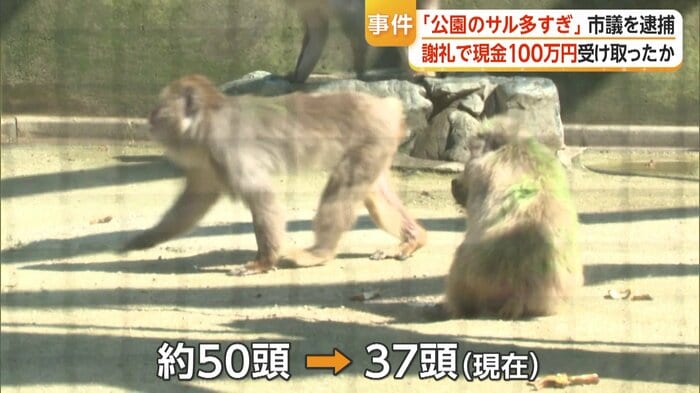 約50頭いたサルは37頭に