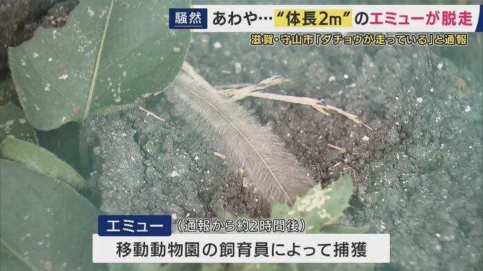 捕獲された場所には羽根が