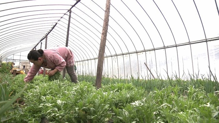 31歳で就農しシュンギクやホウレンソウなどを栽培