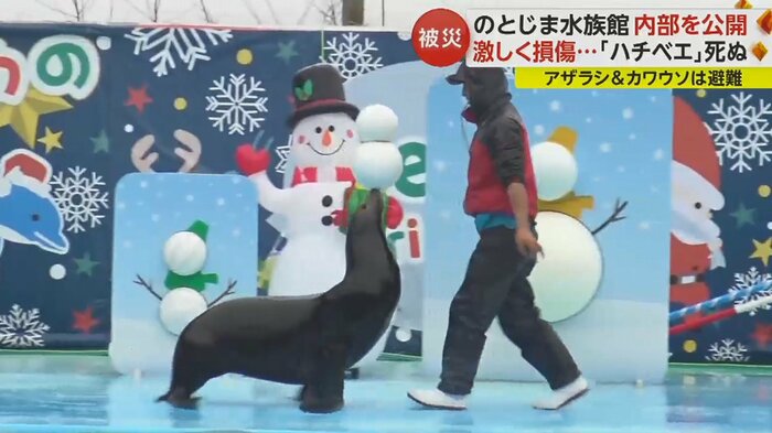 2023年12月24日、クリスマスイブのアシカショー。多くの家族連れでにぎわっていたが