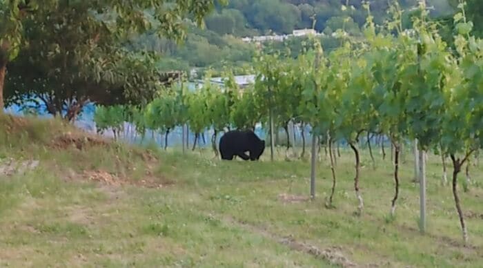 クマがブドウ畑に出没(6月4日午後7時頃)提供:視聴者