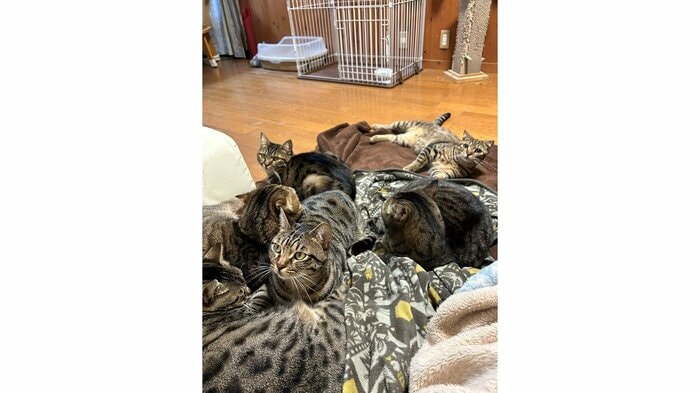 リビングで寝るために降りてきたら一緒に付いてきて結局また寝る場所がなくなった時の写真