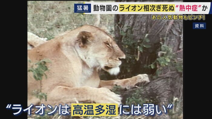 高温多湿に弱いライオン