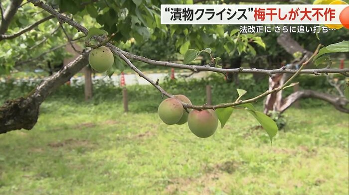 梅が不作に…