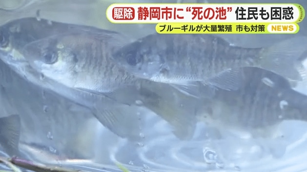 ブルーギル