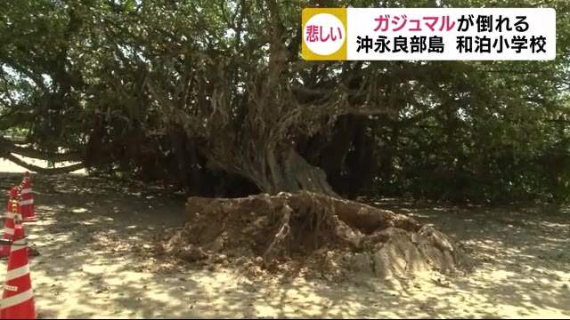 沖永良部島 和泊小学校のシンボル“ガジュマルの木”倒れる 鹿児島