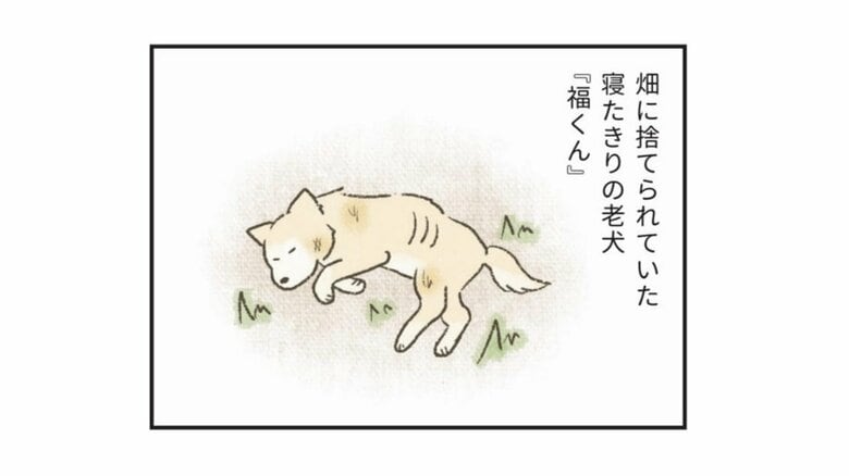 「殺処分」の印象が強い場所で優しさに触れた、老犬「福くん」の物語。保護犬・猫の命をつなぐ活動をするtamtamさんが新たな飼い主に求めること｜FNNプライムオンライン