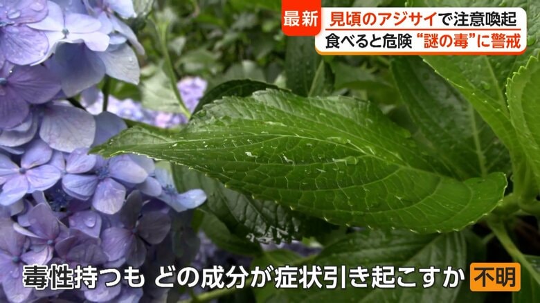 実は毒性を持つ“アジサイの葉”食中毒も　誤食に注意喚起　専門家「嘔吐やめまい、顔面紅潮といった症状」｜FNNプライムオンライン