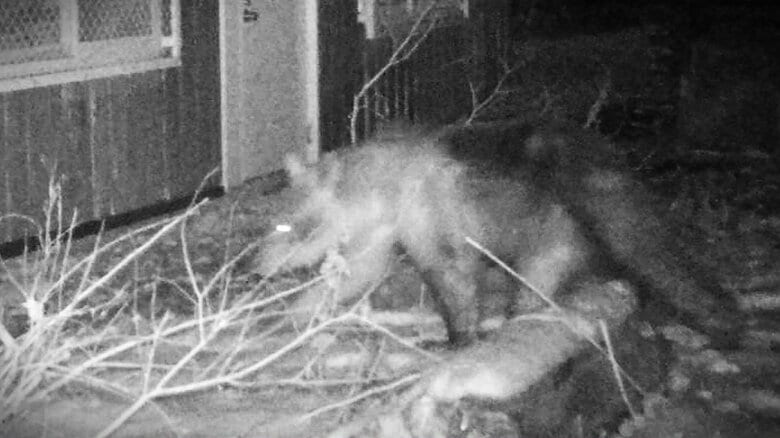 【ヒグマ速報】円山動物園に侵入したクマを駆除…箱わなに『体長113センチのオスグマ』連日出没繰り返していた個体か〈北海道札幌市〉&lt;br /&gt;｜FNNプライムオンライン