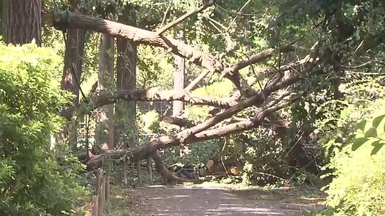 落下の枝は10本で総重量約1トンと判明…一番太い枝は約200キロ　ギンナンの重みに耐えきれず折れたか　東京・日野市｜FNNプライムオンライン