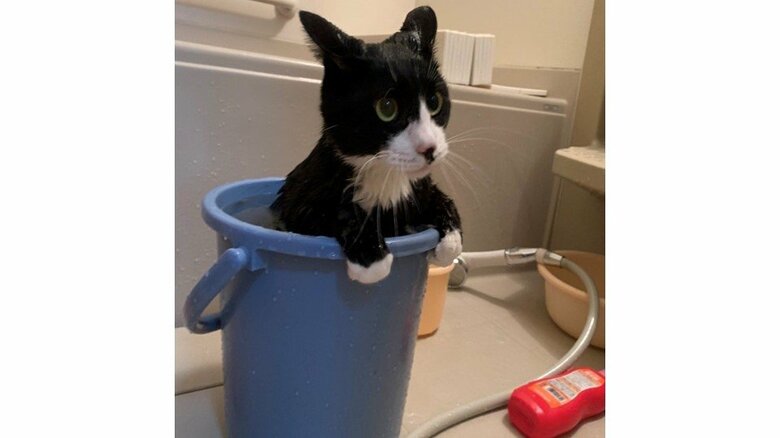 “バケツ風呂”に入る猫がまるで人間みたい…入浴を堪能していたのか飼い主に聞いた｜FNNプライムオンライン