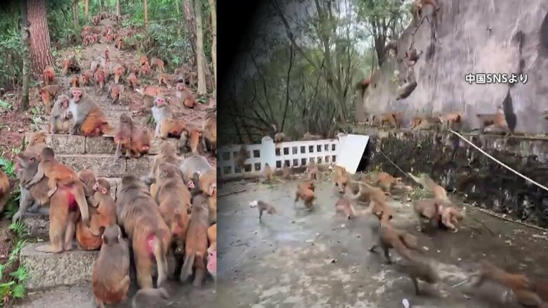 100頭超“サル軍団”に…観光客の餌やりなどでサル急増　市街地にまで出没やりたい放題の迷惑行為も「保護動物」で手出しできず　中国｜FNNプライムオンライン