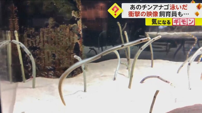 「全身初めて見た」チンアナゴが泳ぐ珍しい映像公開　砂から飛び出しゆらゆらと…京都水族館「なぜ出てくるのか不明」｜FNNプライムオンライン