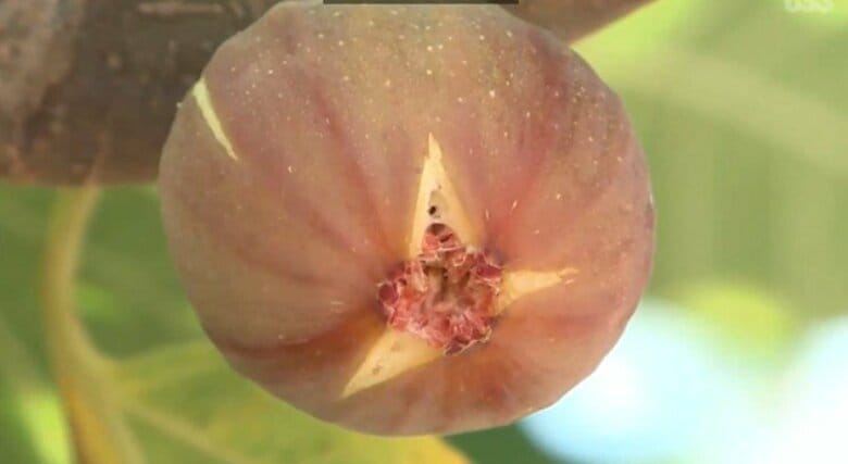 「こういうことをやったらダメ」と警察が犯行５日前にも警告　イチジク１個盗んだ疑いで７８歳男を逮捕｜FNNプライムオンライン