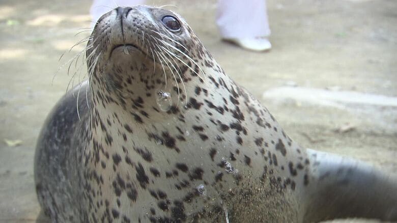 【新たにノースサファリで無許可判明】野生のアザラシ9頭を5年間登録せずに飼育　札幌市への情報提供で発覚 「7頭はすでに死んだ」と説明も 北海道&lt;br /&gt;｜FNNプライムオンライン