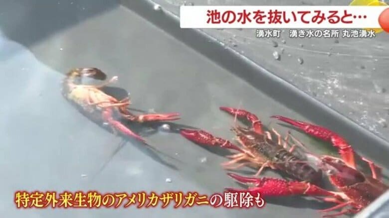 「ウナギだ！」湧水の池を丸ごと調査　子どもも大興奮・“外来ザリガニ”はみそ汁で食育に｜FNNプライムオンライン