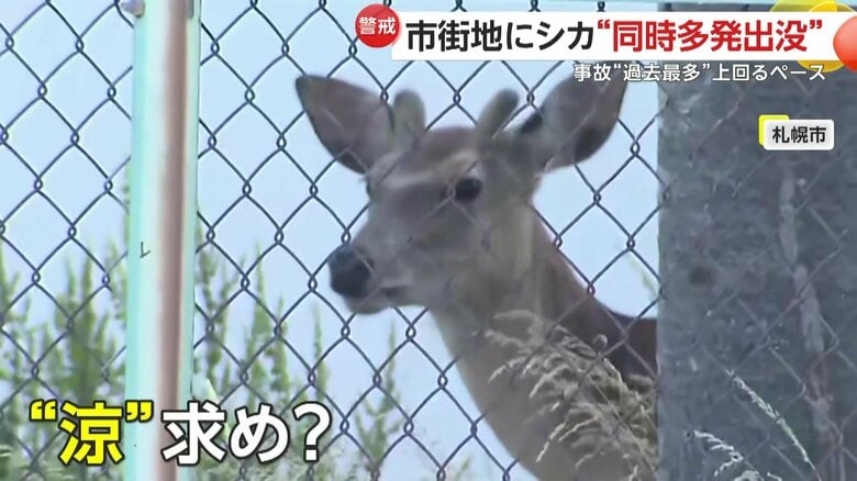 「涼を求めて？」高校敷地の木陰に居座る“子ジカ”も…シカ出没相次ぎ車との接触事故は過去最多の去年を上回るペース｜FNNプライムオンライン
