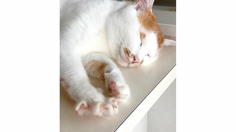 なでると“手”が開く！？愛猫に搭載された“きゅんシステム”がかわいすぎる…常に作動するのか飼い主に聞いた｜FNNプライムオンライン