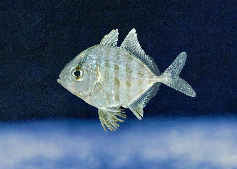 【沖縄美ら海水族館】世界初！ホシカイワリの繁殖に成功！