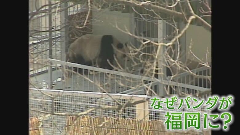 中国に返還 国内のパンダ“ゼロ”に 45年前には… 当時の“フィーバー”ぶりをもう一度 僅か2か月間で87万人が動物園に【福岡発】｜FNNプライムオンライン