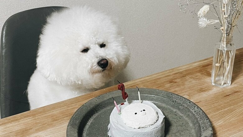 誕生日ケーキを前にした犬の“コレジャナイ”表情にクスッ! 手作りした飼い主「日常茶飯事なので…」｜FNNプライムオンライン