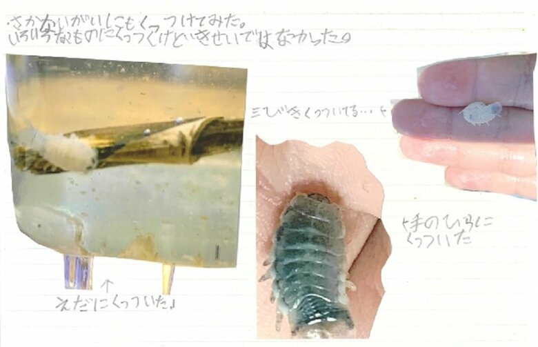 枝や手のひらにもくっつけてみた