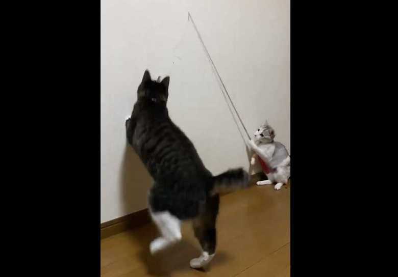 「しらたま」ちゃんが釣られた図