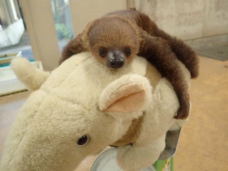 生後48日時点の体重測定の様子(提供:埼玉県こども動物自然公園)