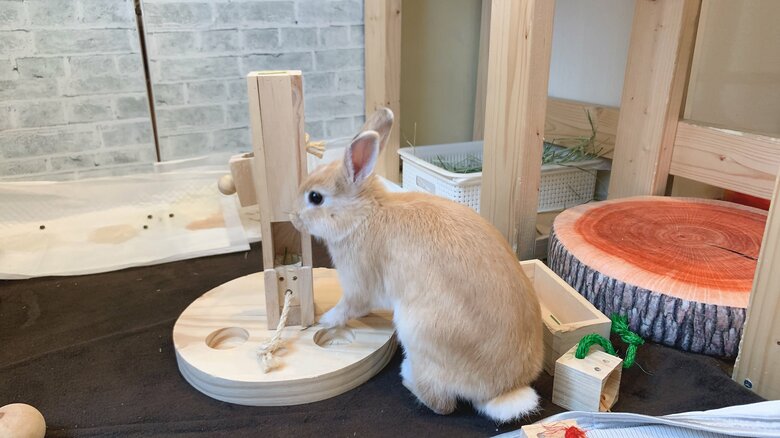 提供：げんまいとうるちさん