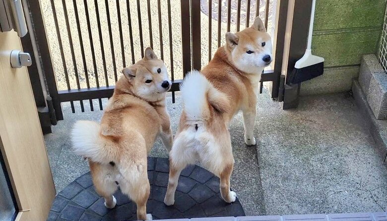 提供：@Shibamugi28