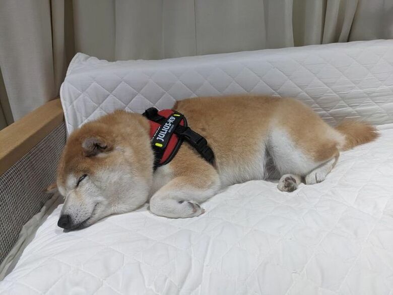 ソファに登ったあと寝ているぼんちゃん（提供：natsumi.nnnさん）