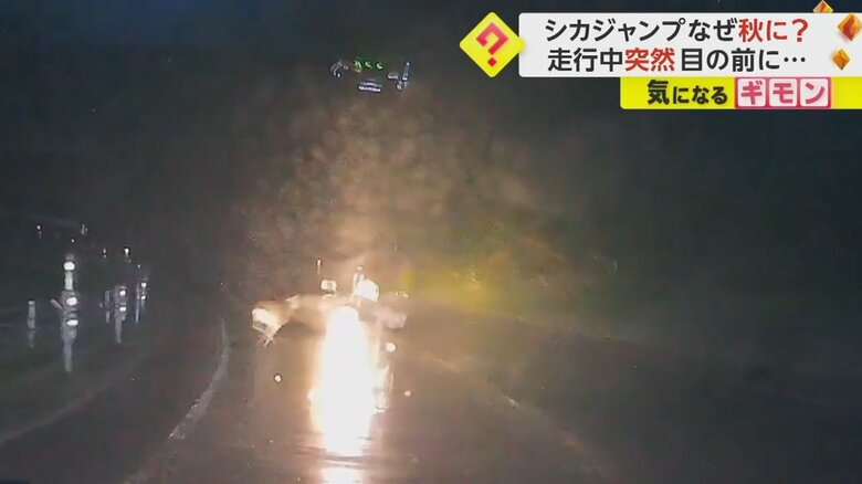 シカがガードレールを跳び越え、バイクの前を走り抜ける瞬間⑦