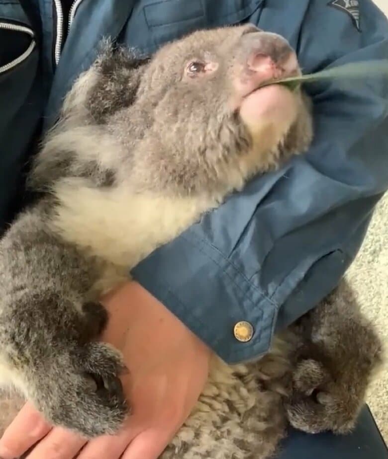 飼育員さんの腕の中でもぐもぐ（提供：イングランドの丘）