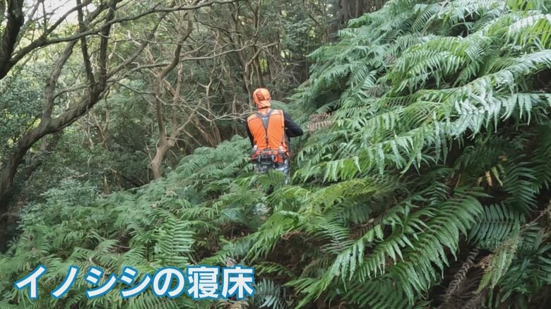 イノシシの寝床、通称「寝屋」