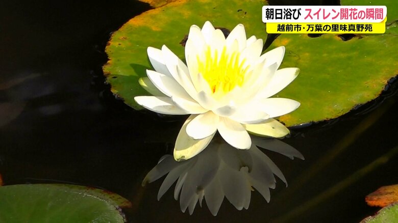 大きく花開いたスイレン