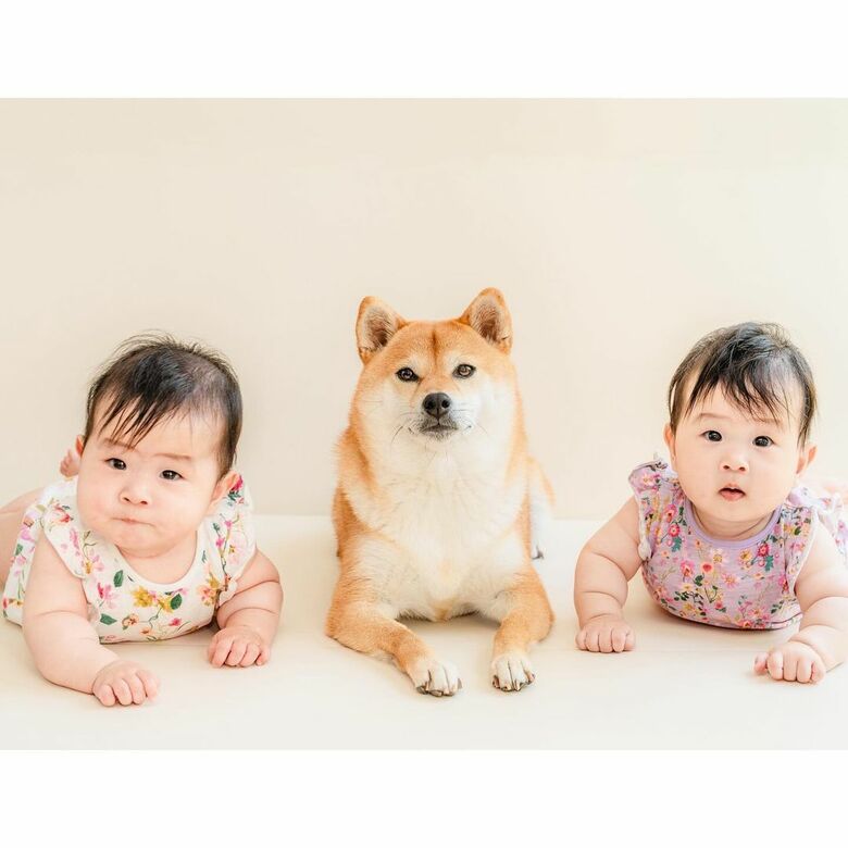 提供：柴犬　むぎさん